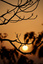 LSW01007 (1).jpg